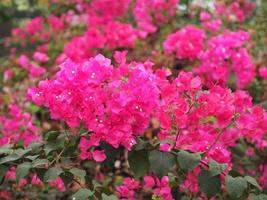 Magnoliophyta Scientific name Bougainvillea Paper flower dark pink color on blurred of nature background photo