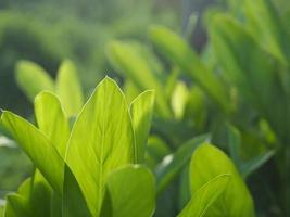 Closeup nature view of green leaf in garden at summer under sunlight. Natural green plants landscape using as a background or wallpaper. photo