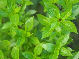 la albahaca dulce es de color verde claro con hojas anchas, mientras que la albahaca tailandesa tiene tallos y flores de color púrpura y hojas en forma de lanza foto