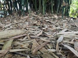 arbusto de bambú fondo de naturaleza verde hojas de bambú secas caen bajo el árbol