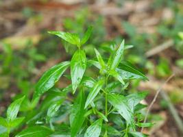 King of bitters scientific Andrographis paniculata Burm, Wall. Ex Nees, Fah Talai jhon, Thai herbs relieve sore throat, reduce fever, heat up the cold green leaves vegetable nature coronavirus covid19 photo