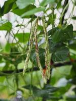 Vigna unguiculata sesquipedalis, Sesquipedalis, Magnoliophyta, Fabaceae, green vegetable Yard long bean, raw food blooming in garden on nature background photo