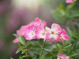 pink color flower blooming in garden blurred of nature background photo