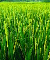 Rice field. Closeup of yellow paddy rice field with green leaf and Sunlight. Rice field on rice paddy green color photo