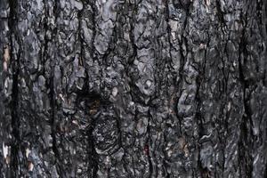 corteza de pino carbonizada de fondo, madera negra carbonizada después de un incendio forestal.