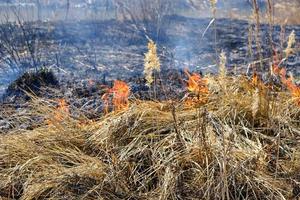 Arson of dry grass and reeds, fires of environmental pollution. photo
