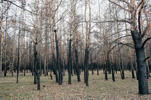 bosque quemado, árboles carbonizados, incendios forestales y desastre ambiental. foto