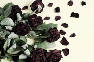 An old faded, withered bouquet of roses on a light background.