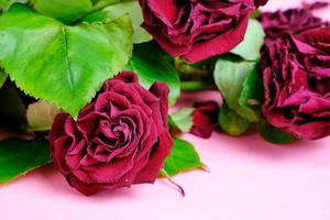 Bouquet of red wilted roses on a pink background. photo