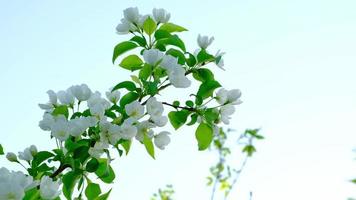 rama de un manzano con flores blancas se balancea en el viento al atardecer del sol primaveral. foto