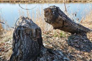 Fallen tree on the Bank of the river eroded by beavers. photo