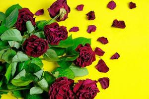 ramo de rosas rojas marchitas sobre un fondo amarillo. foto