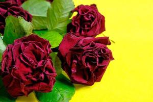 Bouquet of red wilted roses on a yellow background. photo