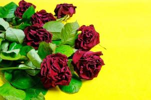 Bouquet of red wilted roses on a yellow background. photo