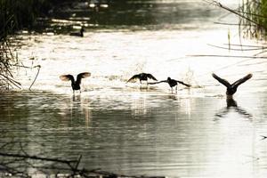 water bird in lake of natural photo