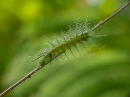 Green caterpillars on grass flowers and natural background photo