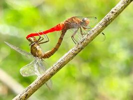 Large red and yellow dragonflies mate against a natural background