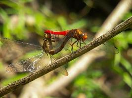 grandes libélulas rojas y amarillas se aparean contra un fondo natural
