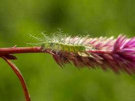 Green caterpillars on grass flowers and natural background photo