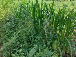 vegetación naturaleza jardín paisaje ecológico con granja, flores, sol, cascada, jardinería del día de la tierra fotografía de fondo de verano imágenes naturales foto