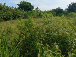 vegetación naturaleza jardín paisaje ecológico con granja, flores, sol, cascada, jardinería del día de la tierra fotografía de fondo de verano imágenes naturales foto