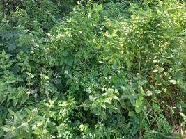 vegetación naturaleza jardín paisaje ecológico con granja, flores, sol, cascada, jardinería del día de la tierra fotografía de fondo de verano imágenes naturales foto