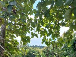 vegetación naturaleza jardín paisaje ecológico con granja, flores, sol, cascada, jardinería del día de la tierra fotografía de fondo de verano imágenes naturales foto