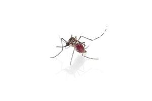 Mosquito on white background photo