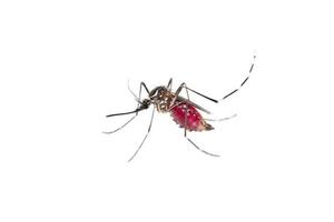Mosquito on white background photo