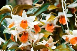 las orquídeas blancas y anaranjadas florecen en un fondo borroso de hojas y flores. flores de orquídeas de primavera tomadas en una exposición en tailandia durante el día. enfoque selectivo. foto