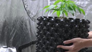 kvinnlig ogräsodlare som flyttar cannabisväxtjord luftkruka, ungplanta ganja marijuana, odlingsprocess inuti luftkruka, thc cbd laboratorieforskning, skott inuti odlingstält inomhusodling video