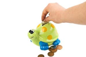 Save money tortoise photo