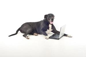 Great dane  with laptop photo