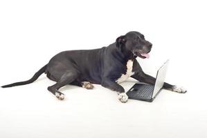 Full length of dog with laptop photo