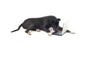 Great dane dog using laptop photo