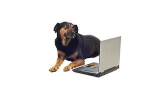 Dog with laptop photo