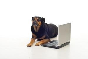 perro sentado cerca de la computadora portátil foto