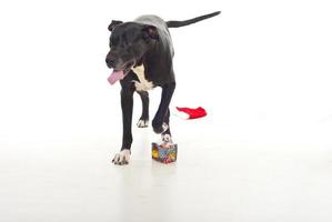 Walking dog on white background photo