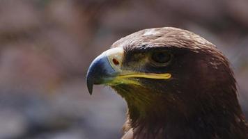 Animal Bird Eagle Close Up video