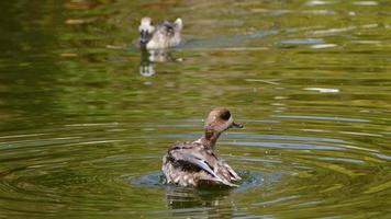 Duck and Green Lake video