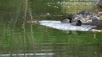 canard et lac vert video