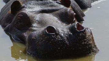 säugetier nilpferd ist im wasser video