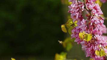 fiori rosa su albero e ape video
