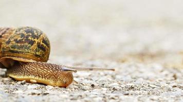 caracol animal en un camino de piedra video