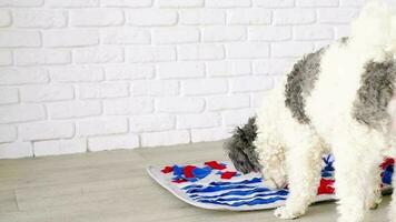 lindo cão de raça misturada brincando com tapete lavável para esconder guloseimas secas para trabalho no nariz. jogos intelectuais com animal de estimação video