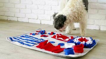 schattige hond van gemengd ras die speelt met wasbaar snuffeldeken om gedroogde lekkernijen te verbergen voor neuswerk. intellectuele spelletjes met huisdier video