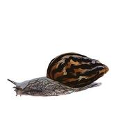 giant African snail Vector white background