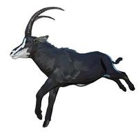 Sable antelope white background vector