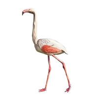 Greater flamingo Vector white background