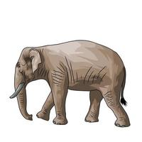 Indian elephant Vector white background